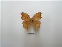 藏品(眼蛺蝶)的圖片